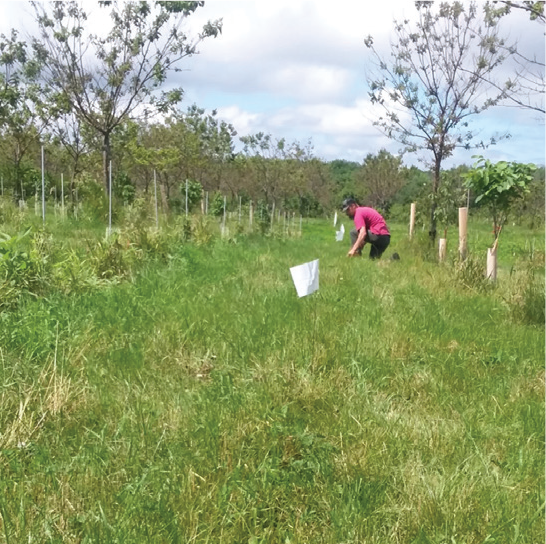 Tea Bag Decomposition in Agroforestry and Crop Fields