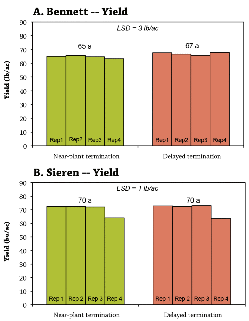 Terminating rye after planting soybeans Figure 4