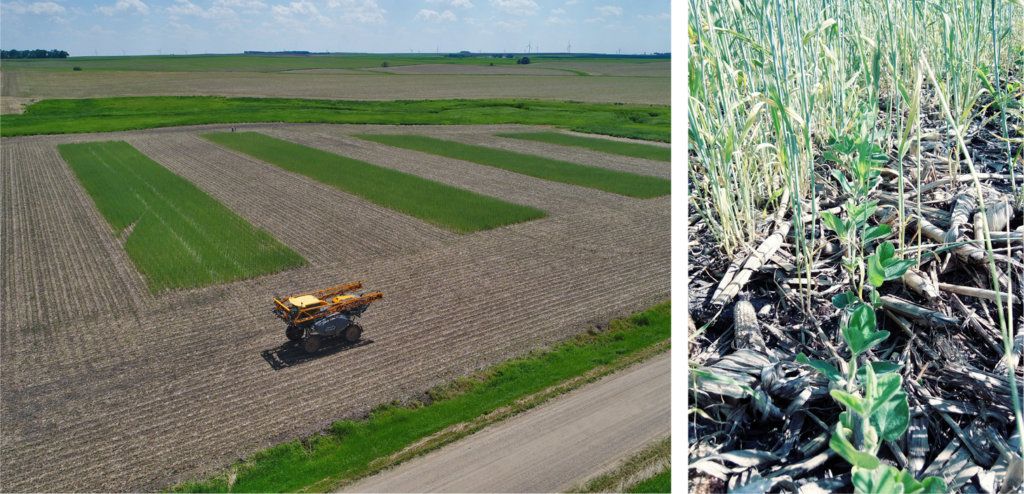 Terminating rye after planting soybeans Photo panel