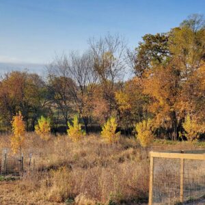 Three year old silver maple trees growing amongst mature box elders, red oaks and hackberry on Ruth Rabinowitz farm