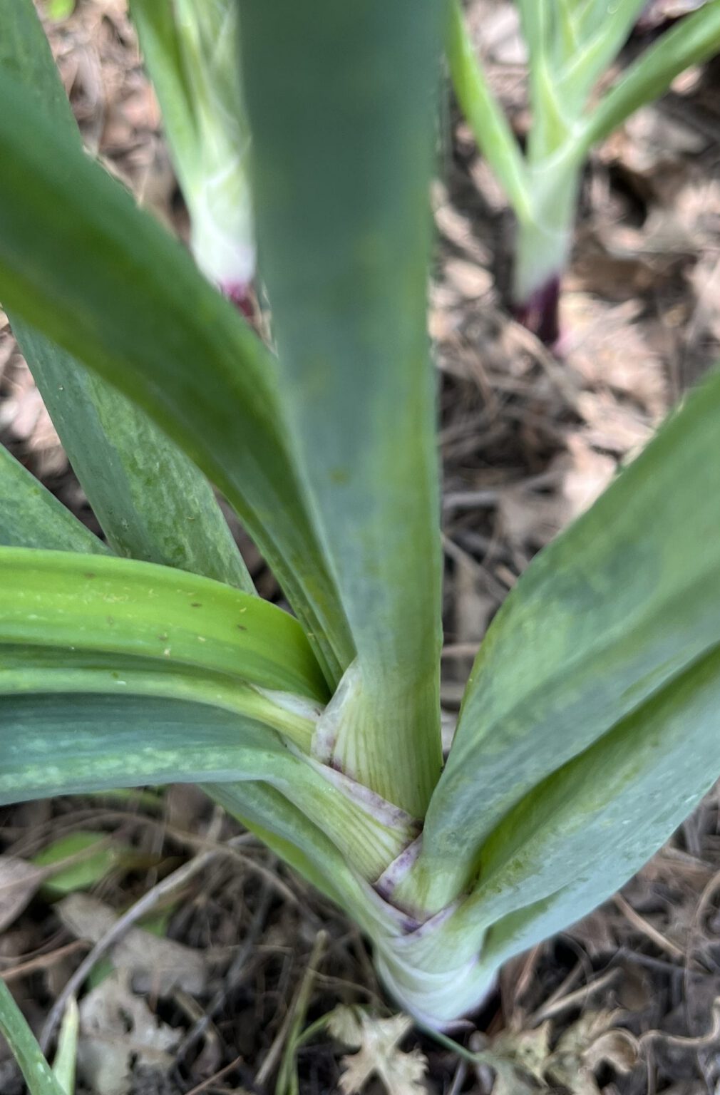 Onion Variety Trial
