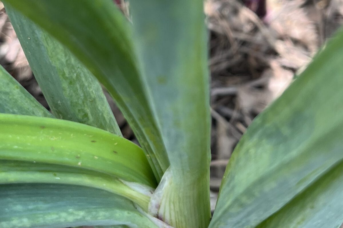 Onion Variety Trial