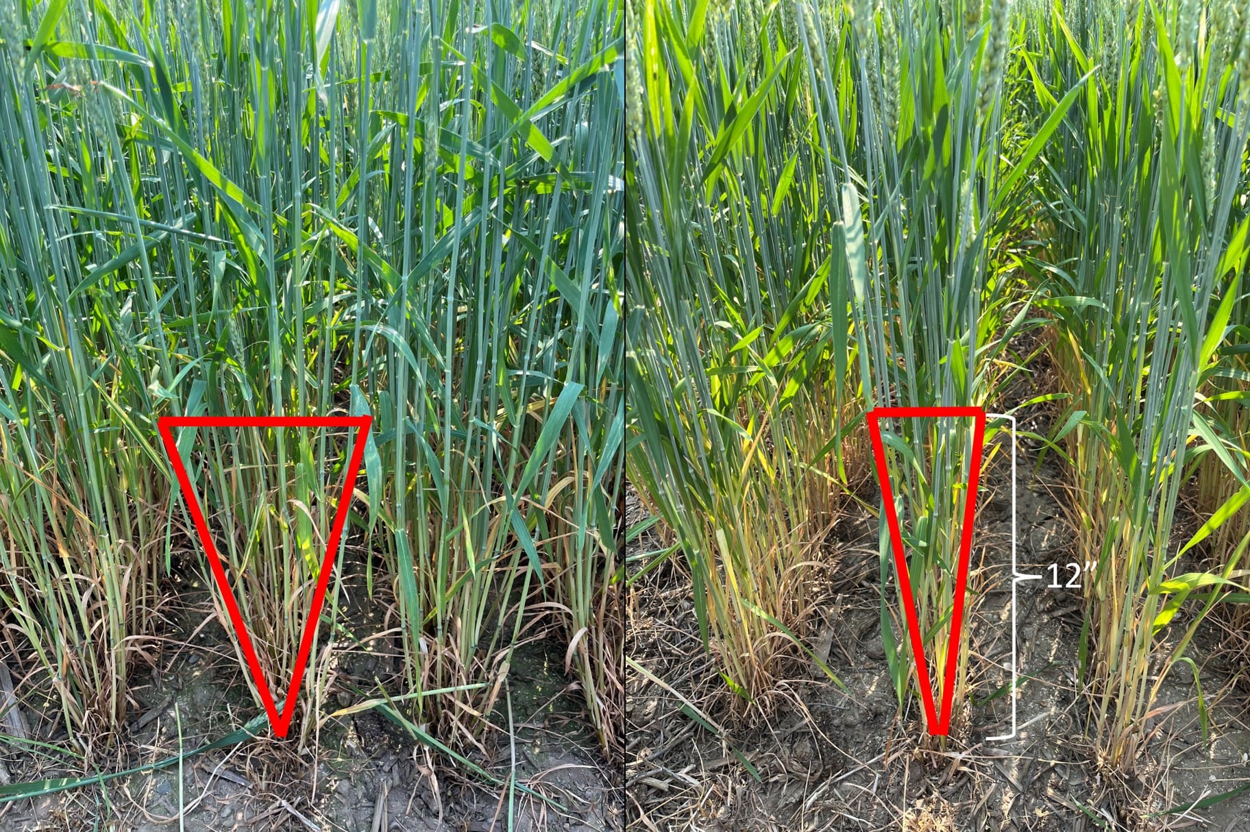 Best Management Strategies for Winter Wheat
