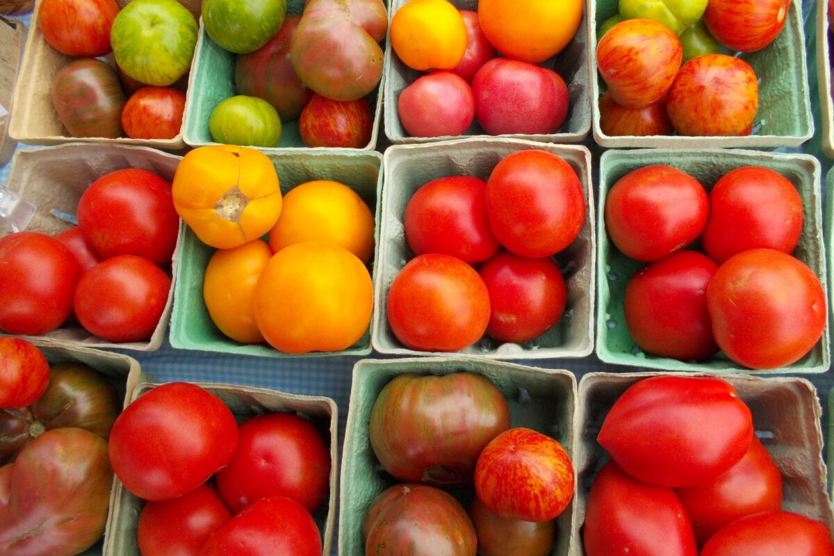 Growing Tomatoes for Sale vs. Seed