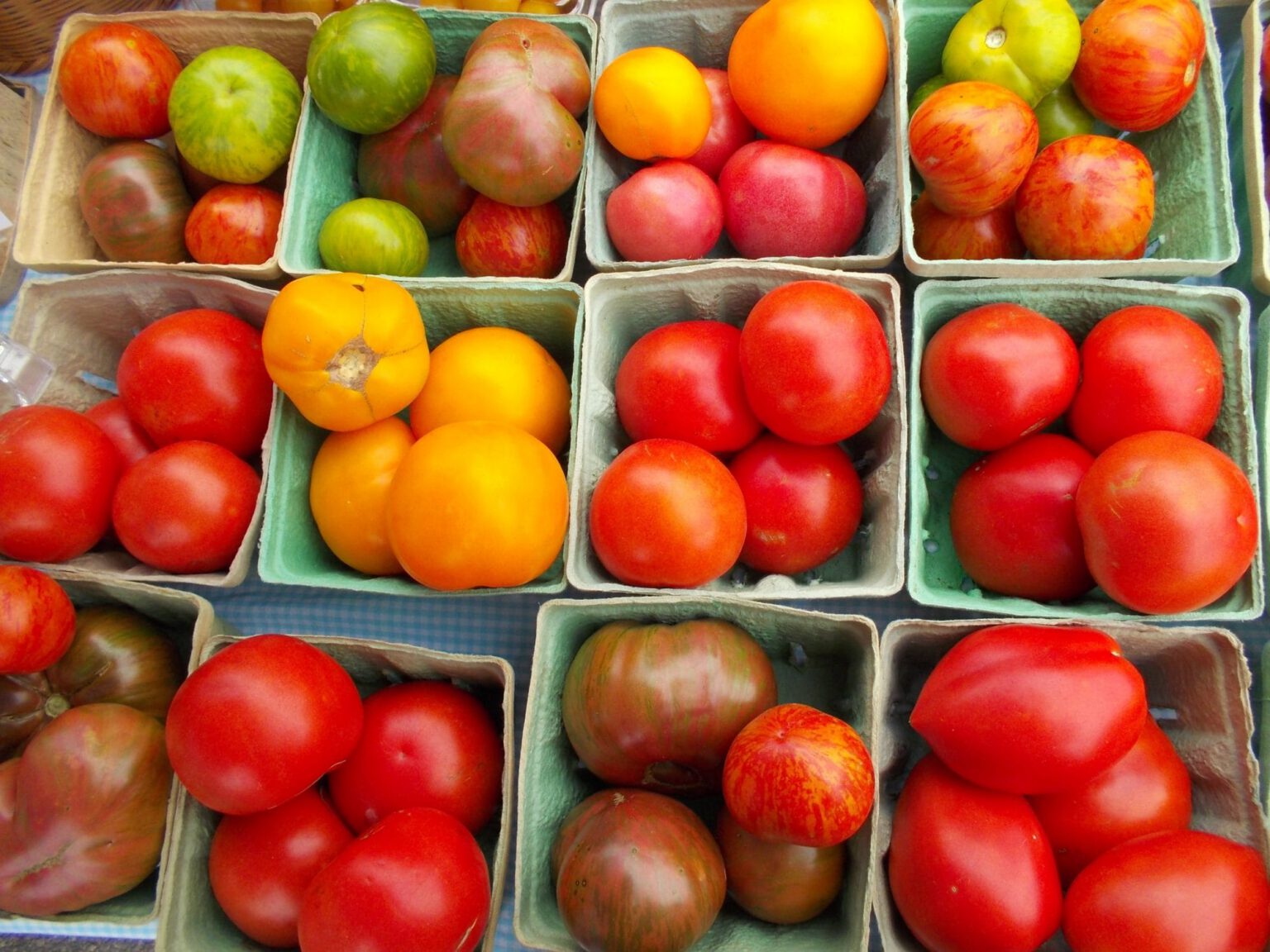 Growing Tomatoes for Sale vs. Seed