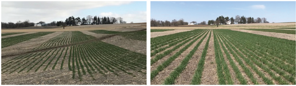 30 and 15 inch row widths of cereal rye