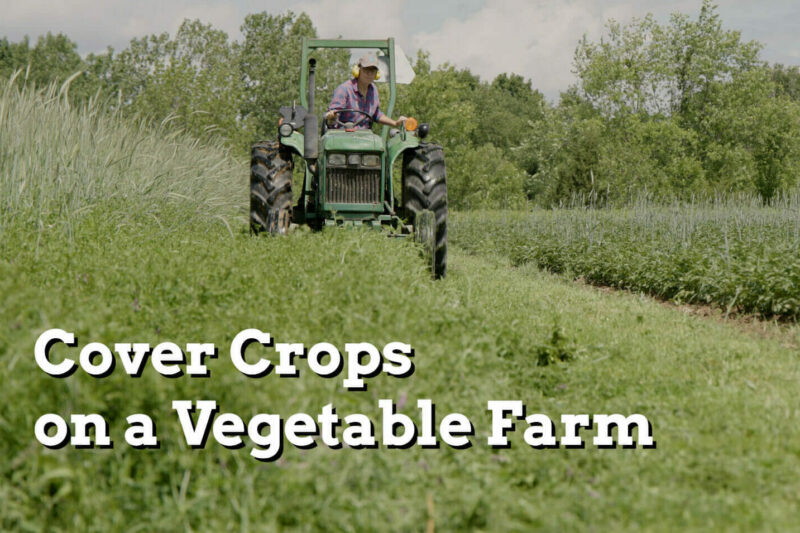 Cover Crops on a Vegetable Farm - Practical Cover Croppers