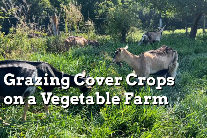 Grazing Cover Crops on a Vegetable Farm - Practical Cover Croppers