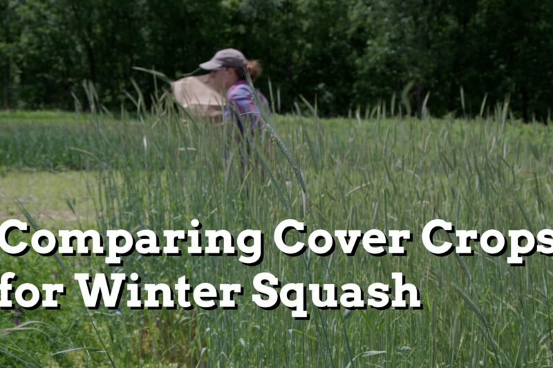 Comparing Cover Crops for Winter Squash - Practical Cover Croppers
