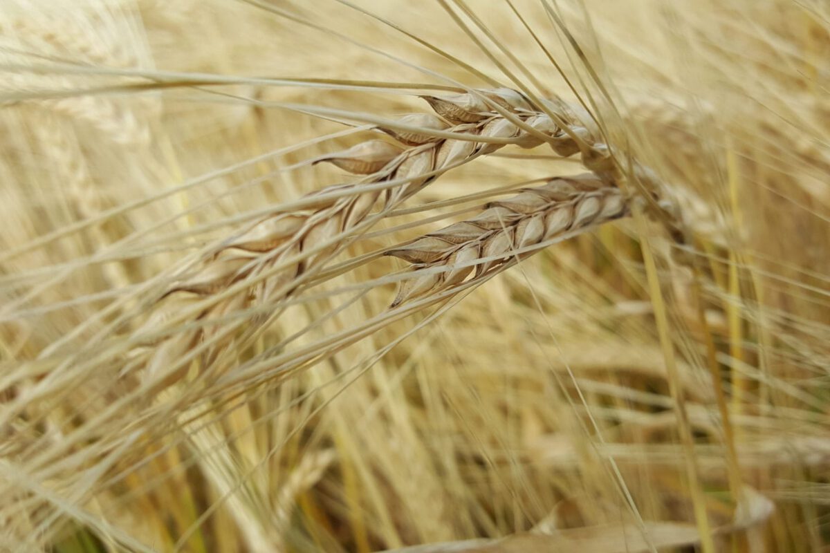 Vertical Integration for Future Growth of a Malting Operation