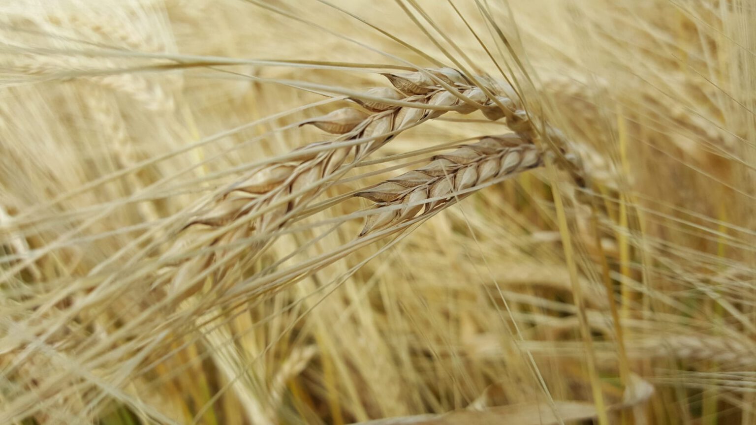 Vertical Integration for Future Growth of a Malting Operation