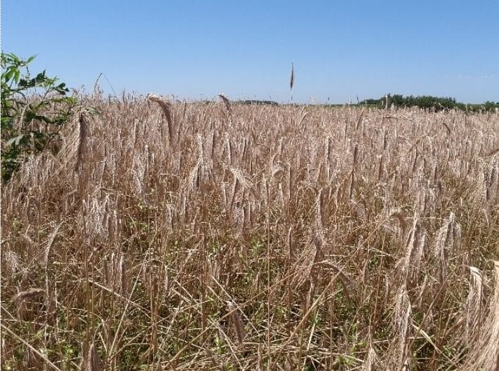 Effective and Cost-Saving Management of Diseases in Small Grains