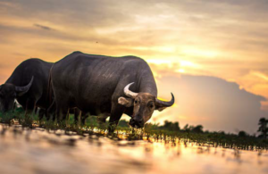 Water buffalos