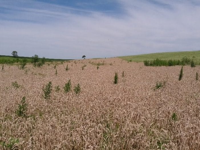 Tips for Saving Money With Weed Control in Small Grains