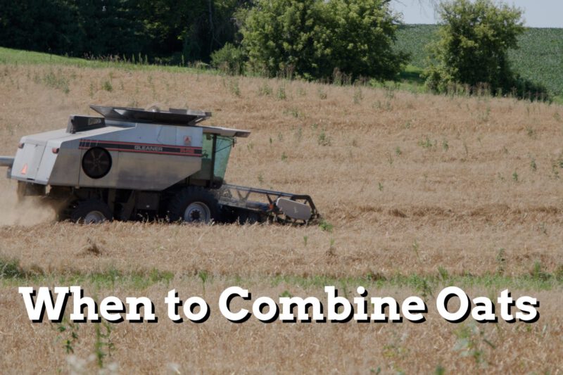 When to Combine Oats - Practical Cover Croppers