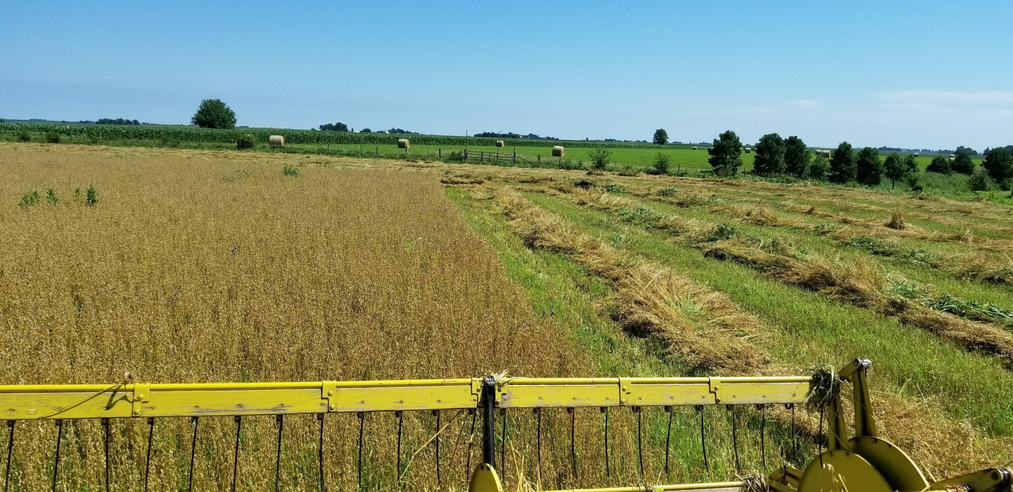 Wind rowing oats at Rosmann Family Farms shared by Ron