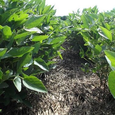Taming the Waterhemp Beast With Cover Crops