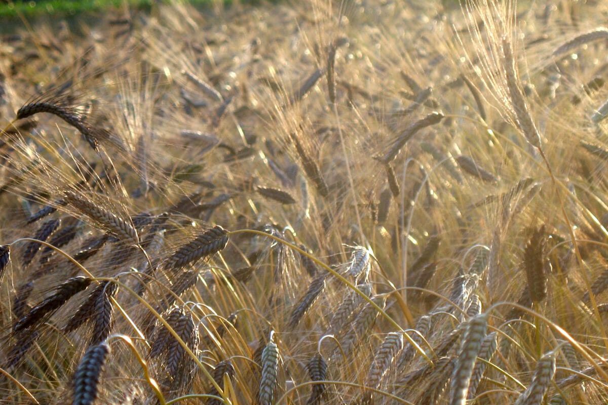 Small Grains, Large Gains: Feeding Wheat to Pigs