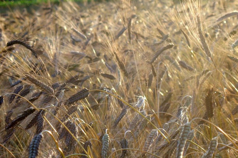 Small Grains, Large Gains: Feeding Wheat to Pigs