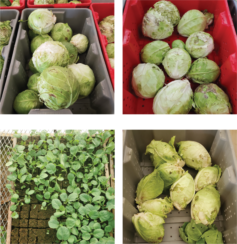 Blackcabbages