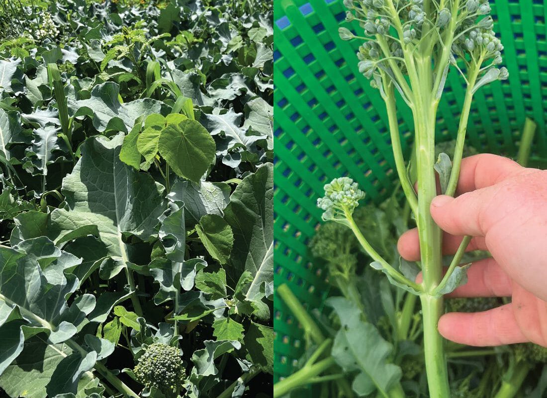 Sprouting Broccoli Variety Trial for Early Season Production