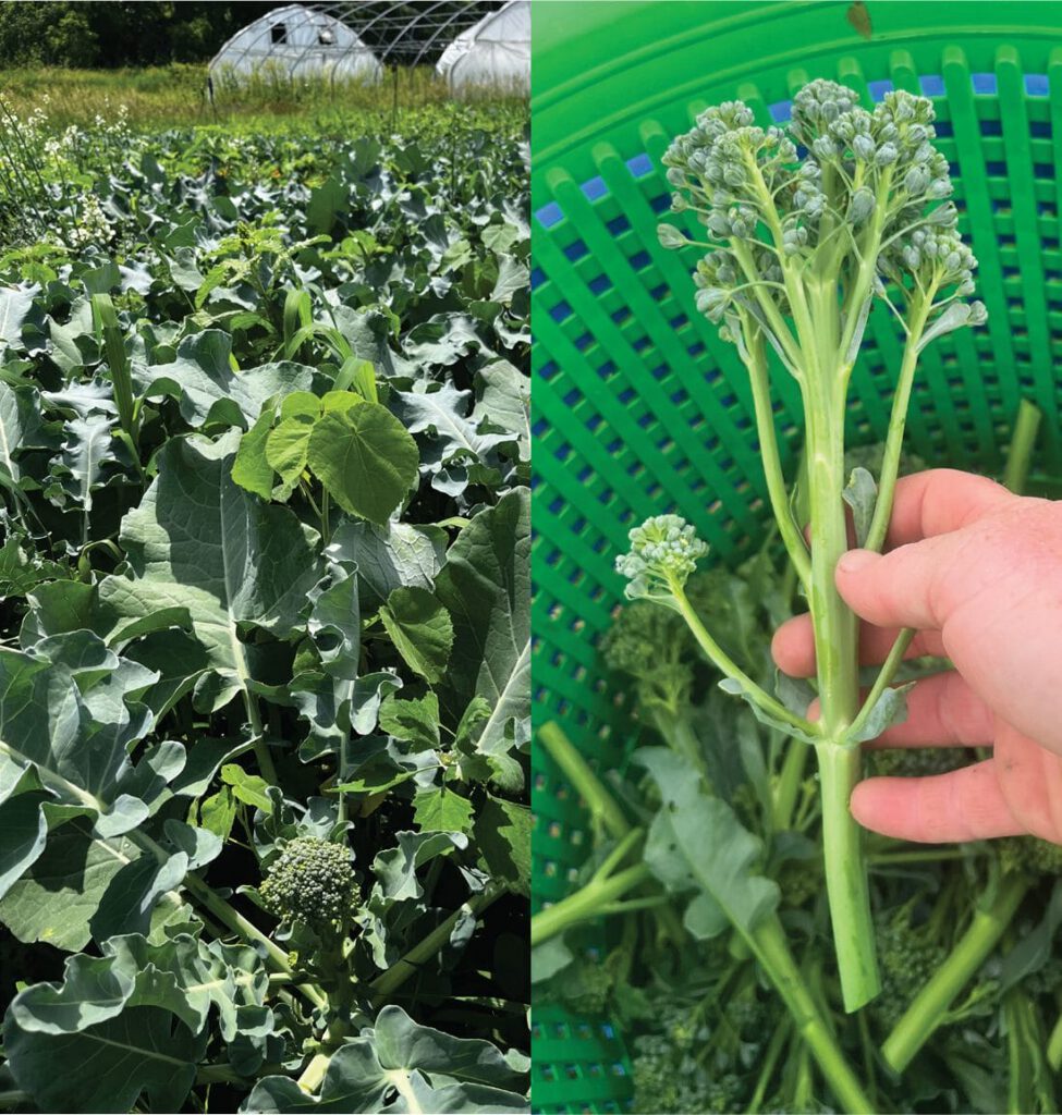 Broccolini 1