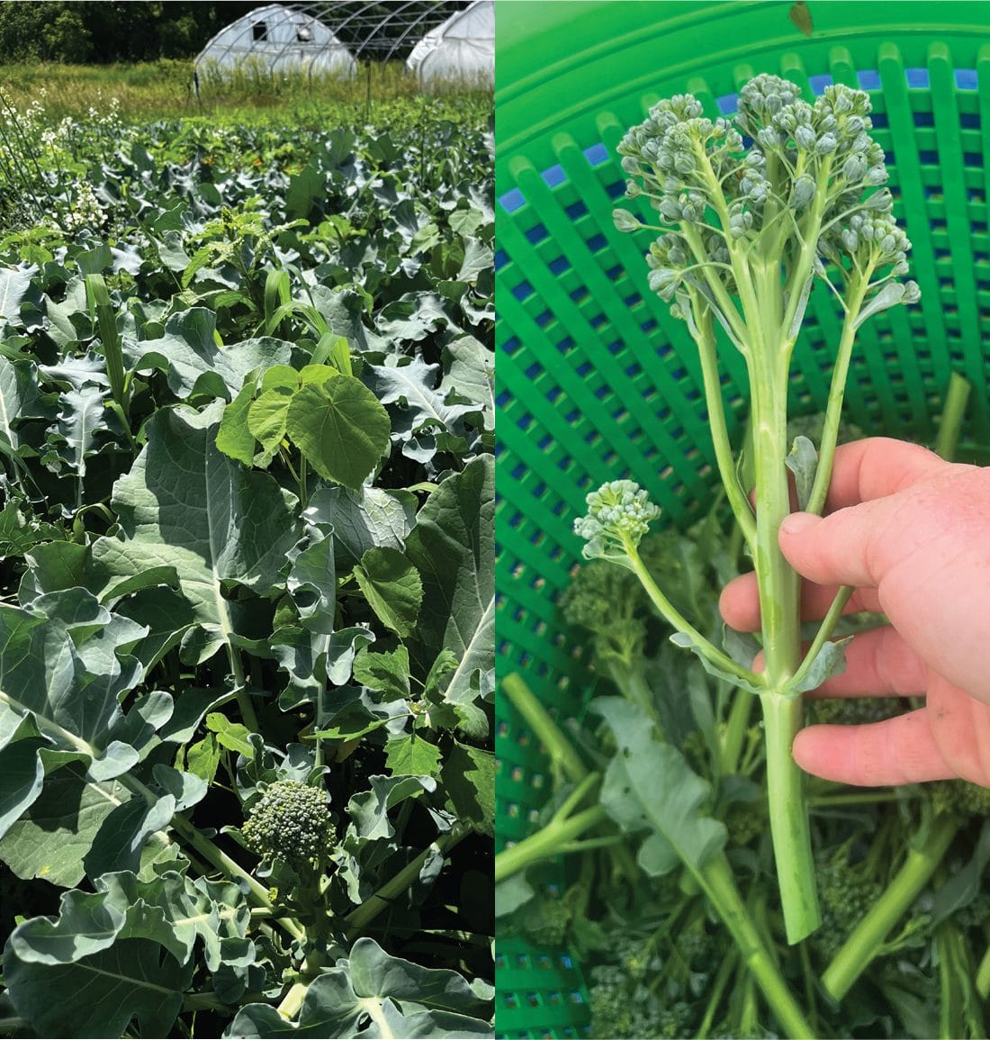 Sprouting Broccoli Variety Trial for Early Season Production