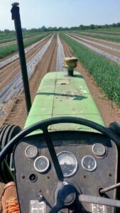 Busers produce rye border to prevent wind erosion in melon field conesville, ia 2014 from fb