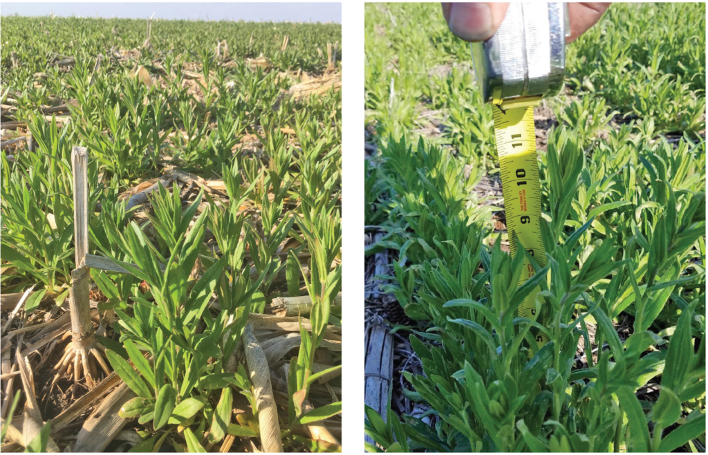 Camelina cover crop spring growth