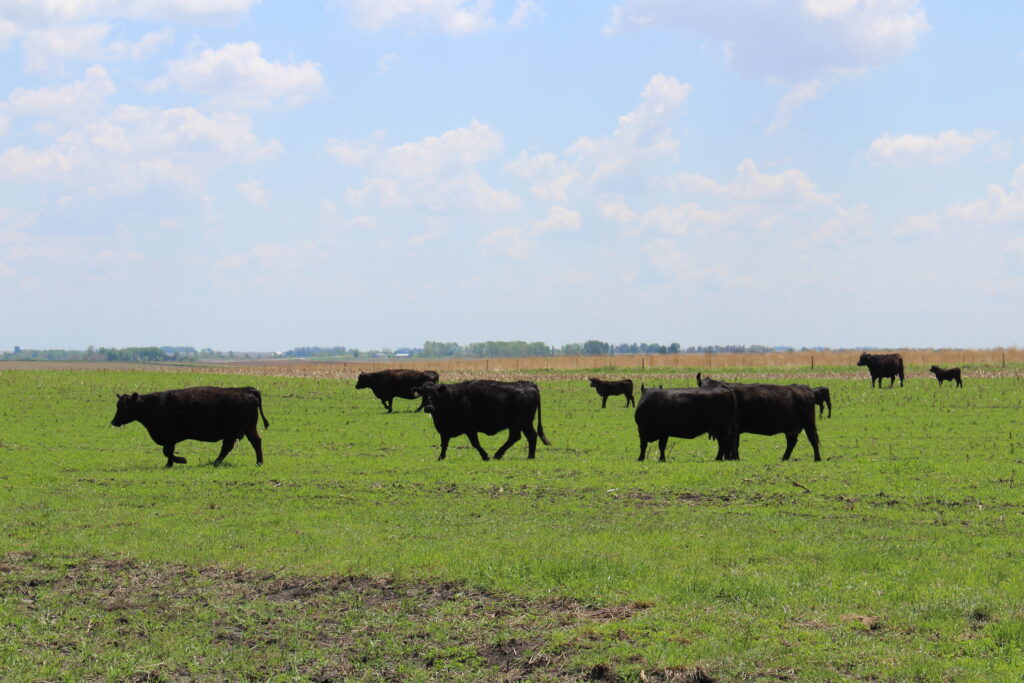 cattle grazing cover crop on Bill Fredrick farm