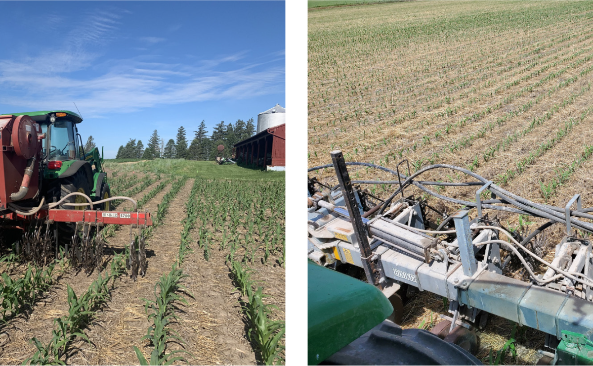 Interseeding Cover Crops to Corn