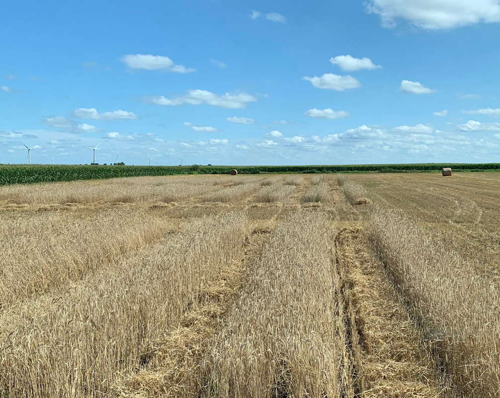 Cereal Rye Variety Trial 2020