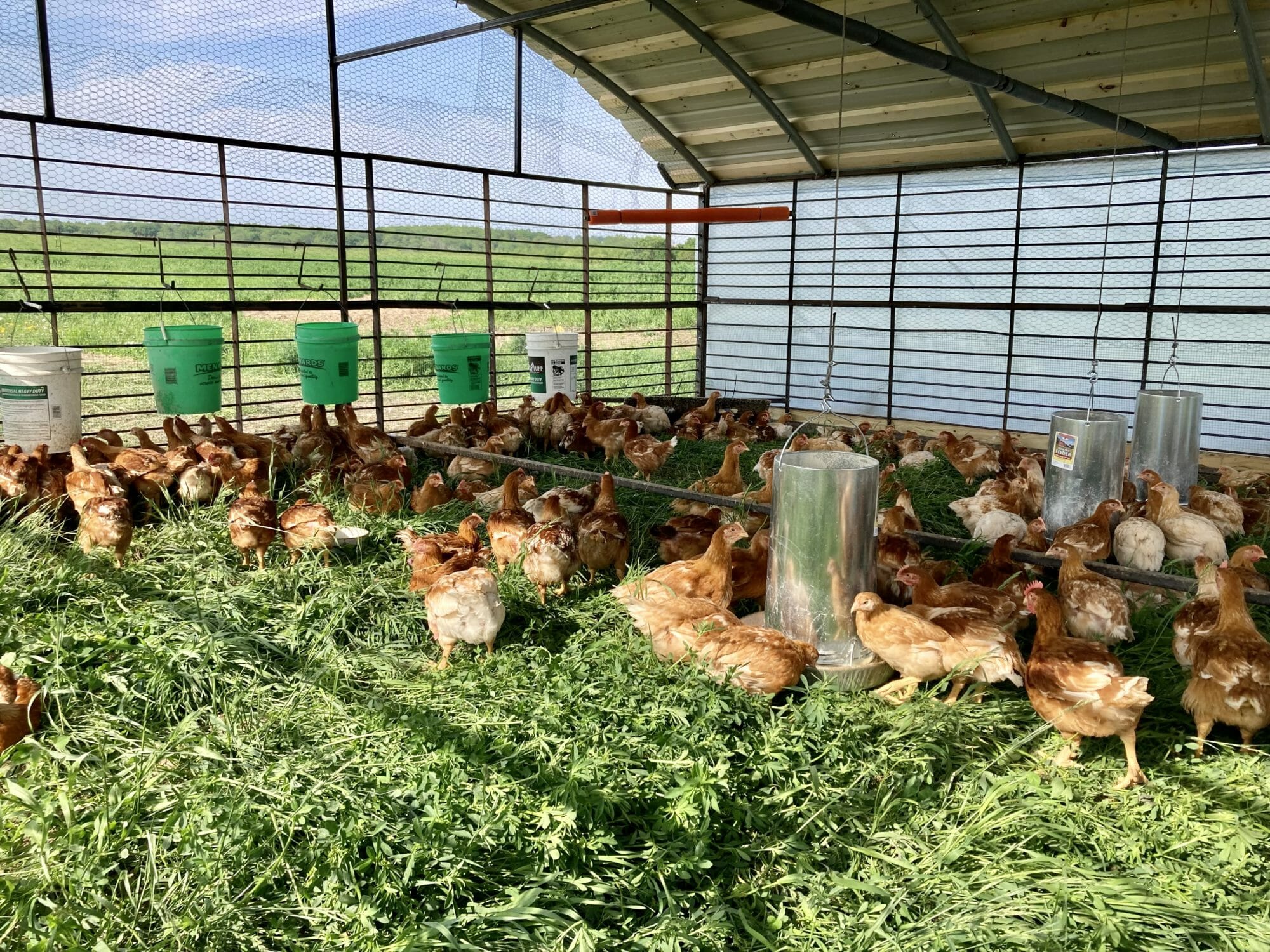 Chickies in new shed