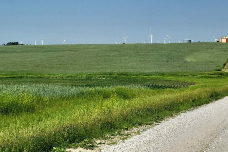 Growing, Harvesting and Selling Rye as Cover Crop Seed