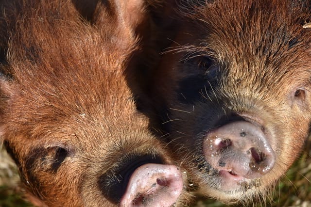 Exploring Kunekune Pigs