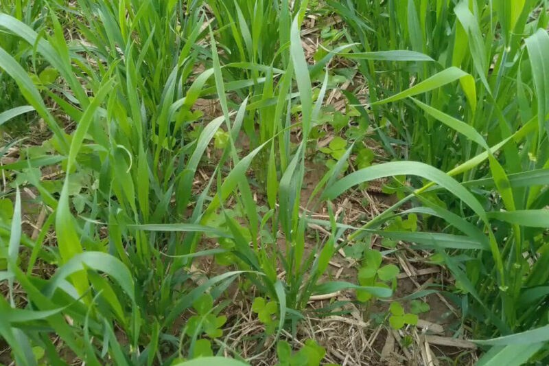 Feeding, Grazing and Growing Nitrogen With Red Clover