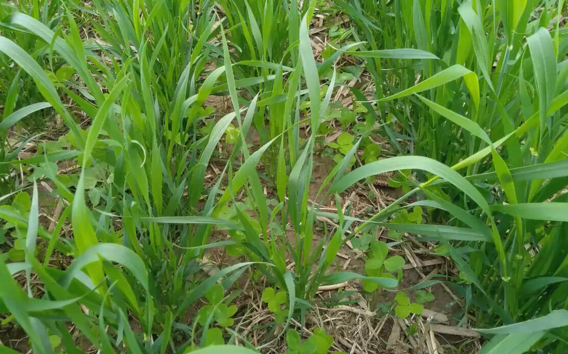 Feeding, Grazing and Growing Nitrogen With Red Clover