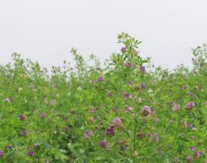 Clover cover crop