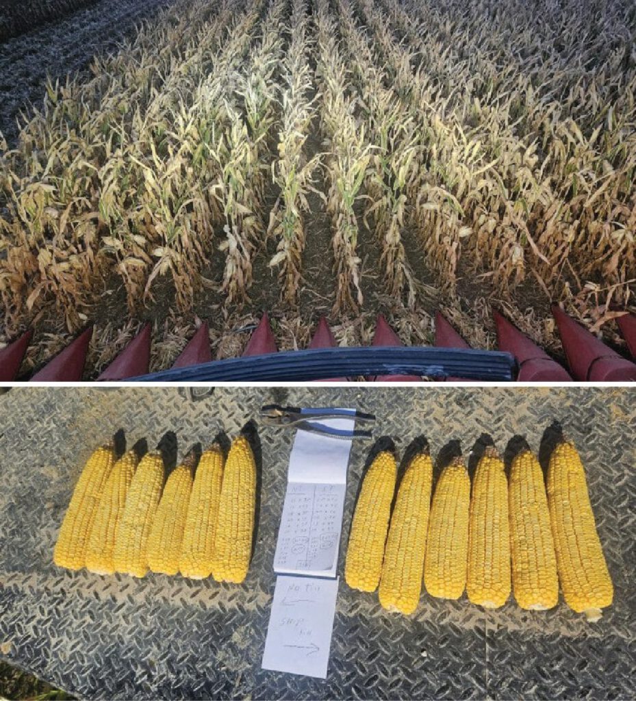 Corn