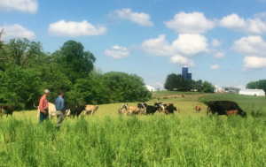 Cowpic