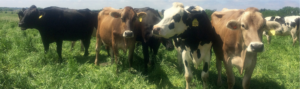 Cowpic2