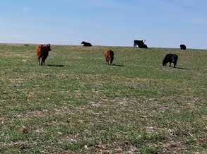 Economic and Soil Health Impact of Grazing Different Cover Crops Mixes