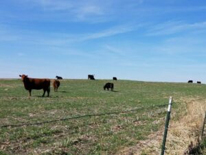 Cows in covercrop