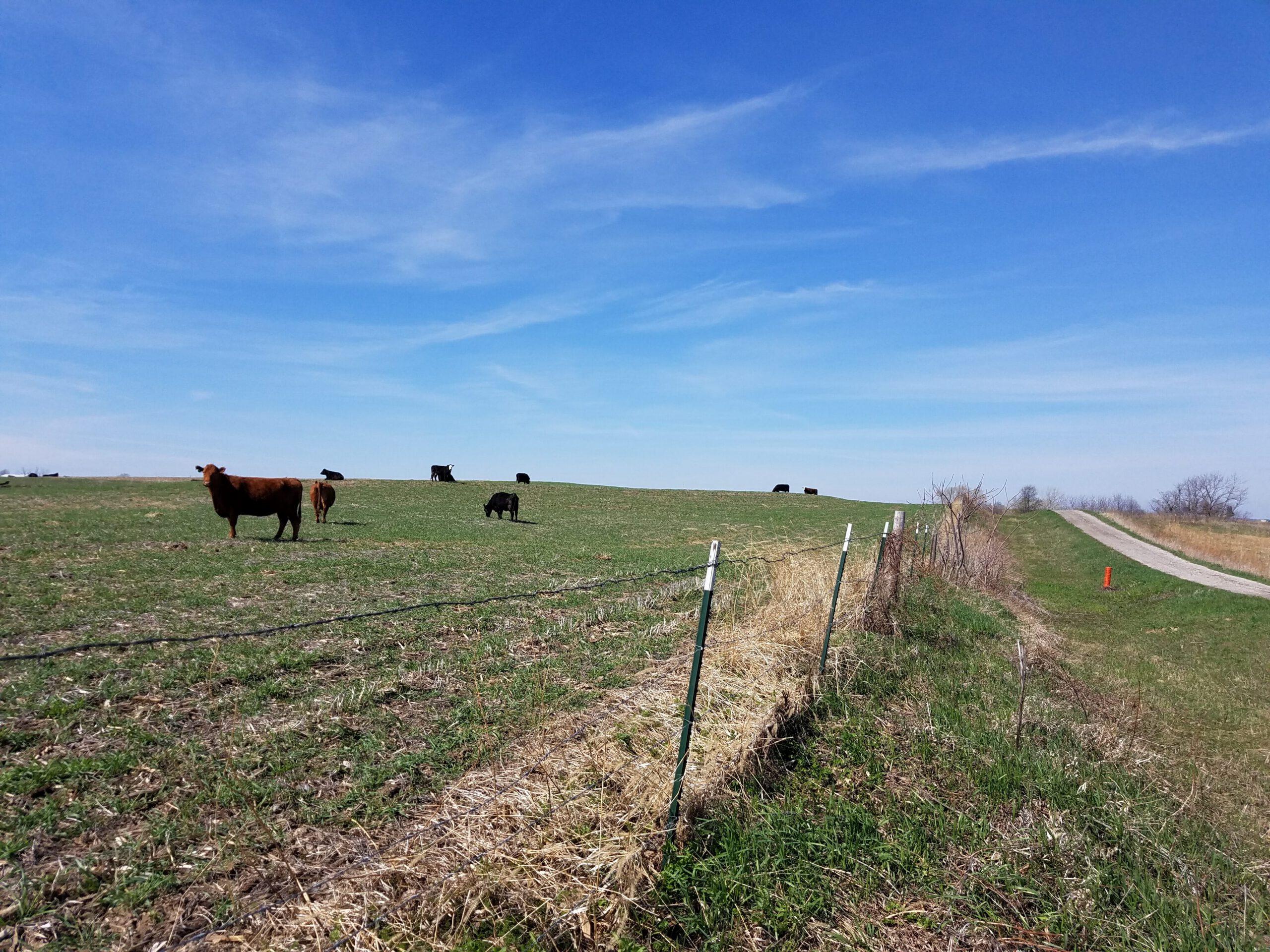 Cows in covercrop