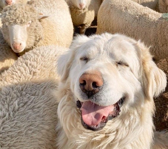 What Makes a Good Livestock Guardian Dog?