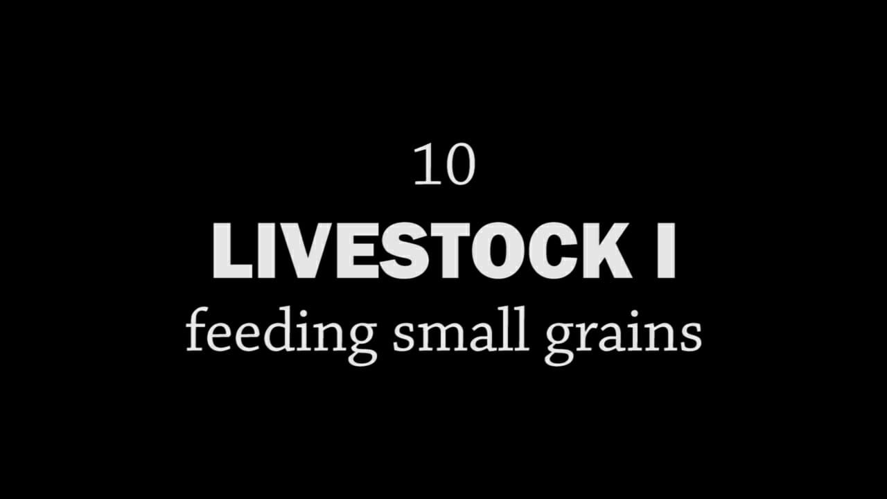 Rotationally Raised, Episode 10: Livestock I, Feeding Small Grains