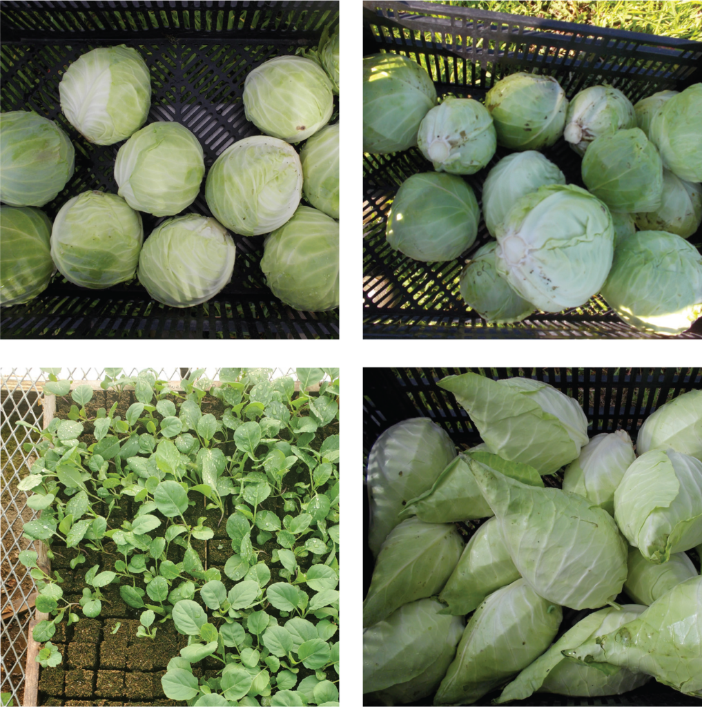 Fagancabbage