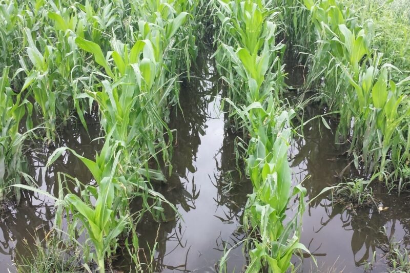 Does Cover Cropping Change the Sponginess of the Soil?