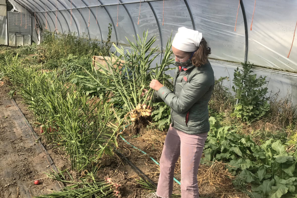 Ginger Variety Trial in Covered and Uncovered Beds