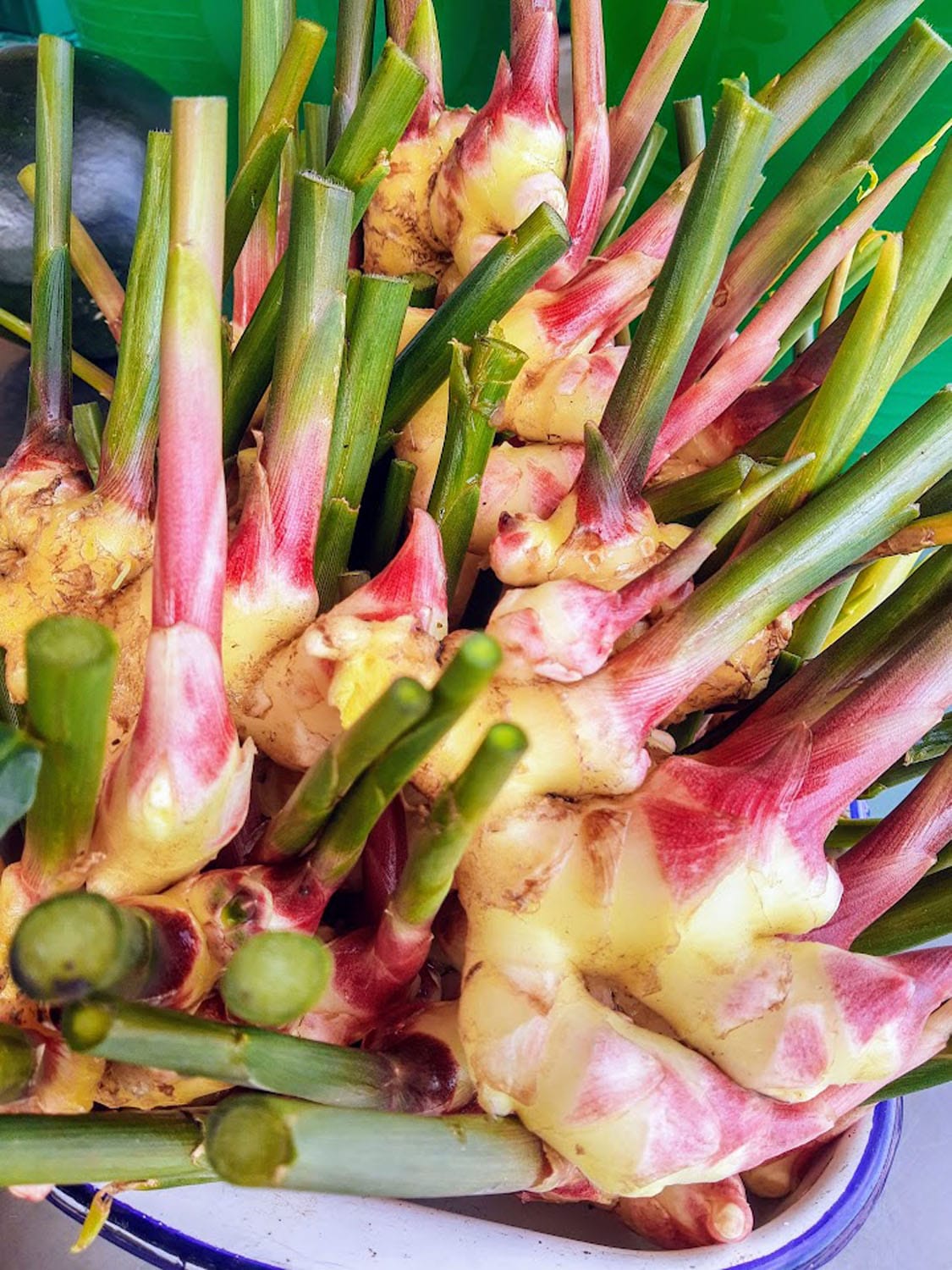A Taste of the Tropical: Growing Ginger in the Midwest